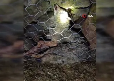 Koyun sürüsüne saldıran kurt telef oldu