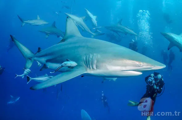 Yüzlerce insanı öldüren katil! Hava karardığında... 5