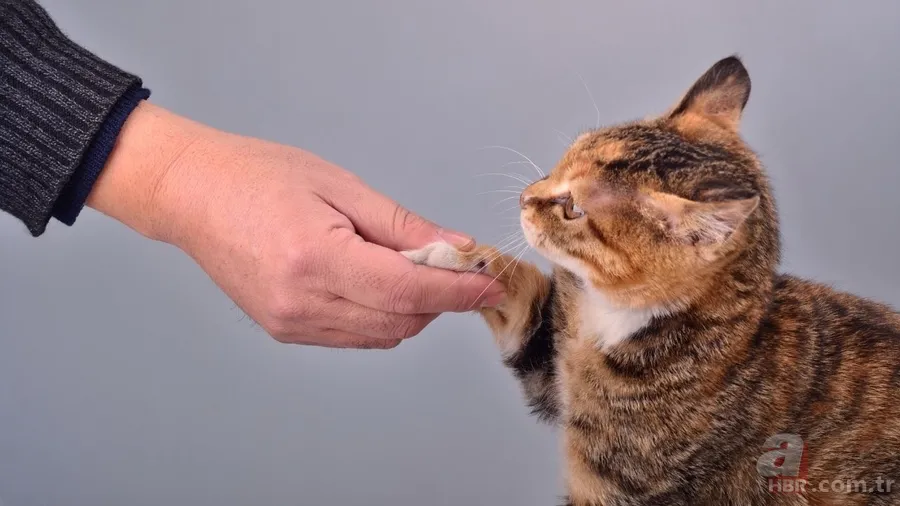 Kediler neden ölü hayvan getirir? Bu mesajı veriyor olabilir! 4