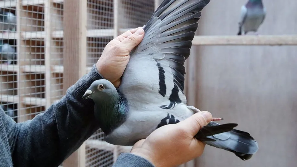 Belçika'da tarihe geçen olay! Bir güvercin için servet ödediler