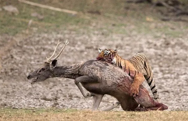 Boylesini Ilk Kez Goreceksiniz Inanilmaz Anlar Galeri Ahaber Ilginc Fotograflar