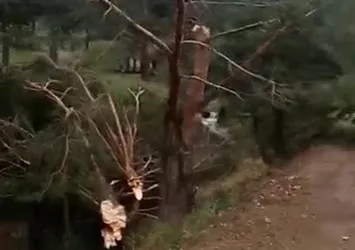 Hortum ağaçları kökünden söktü