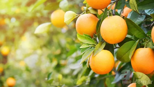 Limondan bile 10 kat fazla C vitamini içeriyor! Bütün vitamin depolarınız dolacak 6