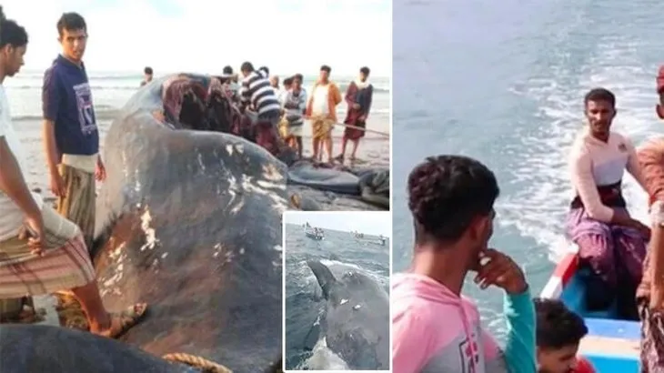 Aden Körfezi’nde ölü balina bulan balıkçılar servete kondu! Hayatları tamamen değişti