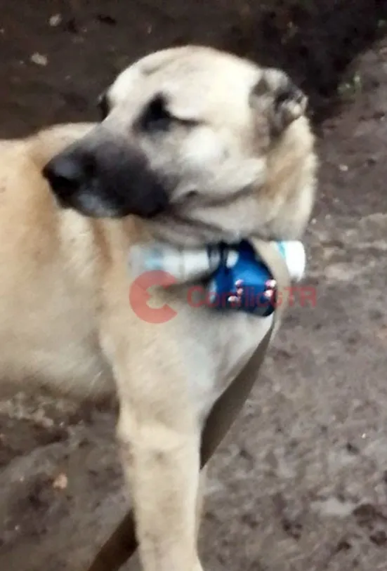 1694444886990.jpg Paşinyan köpekten medet umdu emeline ulaşamadı! Boynuna bomba bağladı Azerbaycan ordusunun mevzilerine gönderdi! - 1