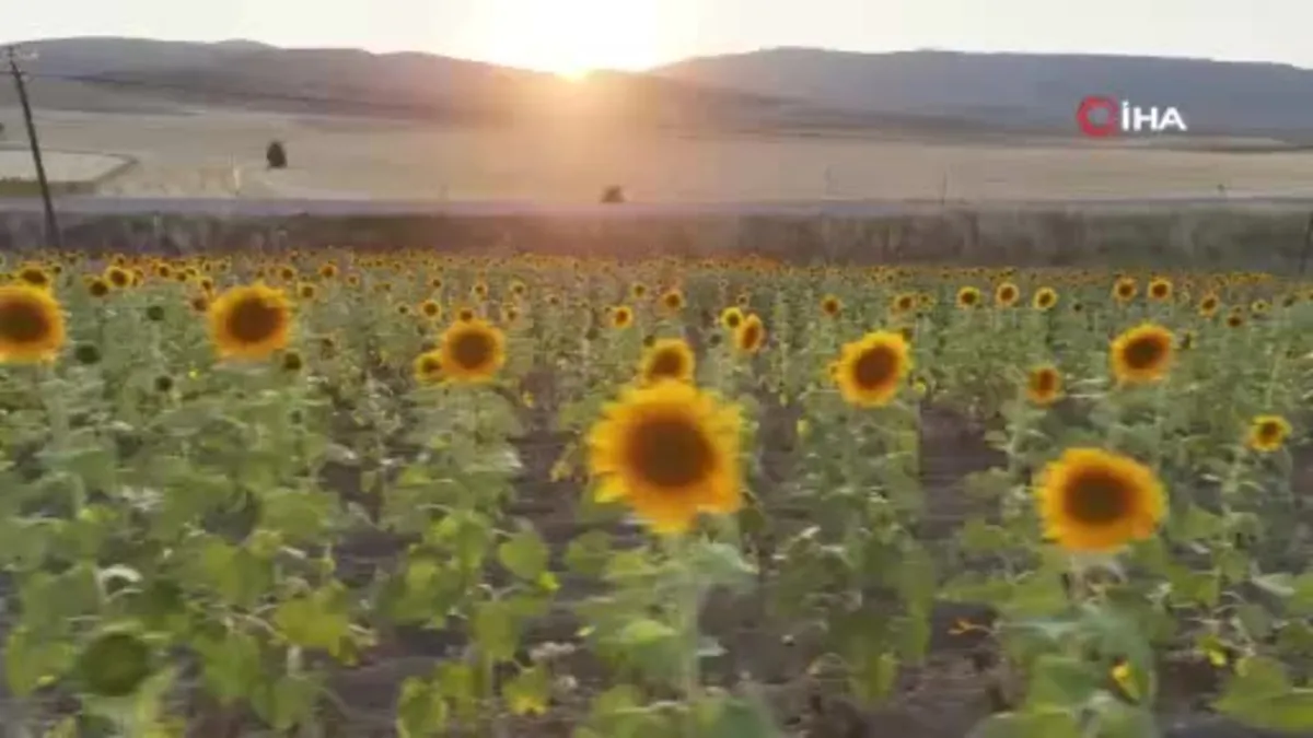 Sivas’ta hububat sezonunda rekor