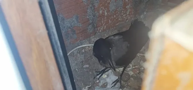 Kastamonu’da yaralı bulunan karabatak ve karga tedavi edilip doğaya salındı