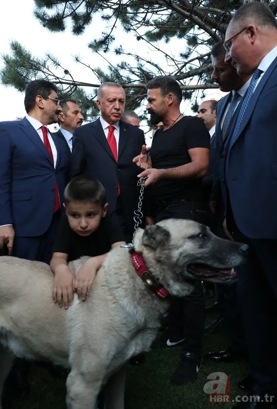 Başkan Erdoğan’a Sivas’ta kangal hediye edildi