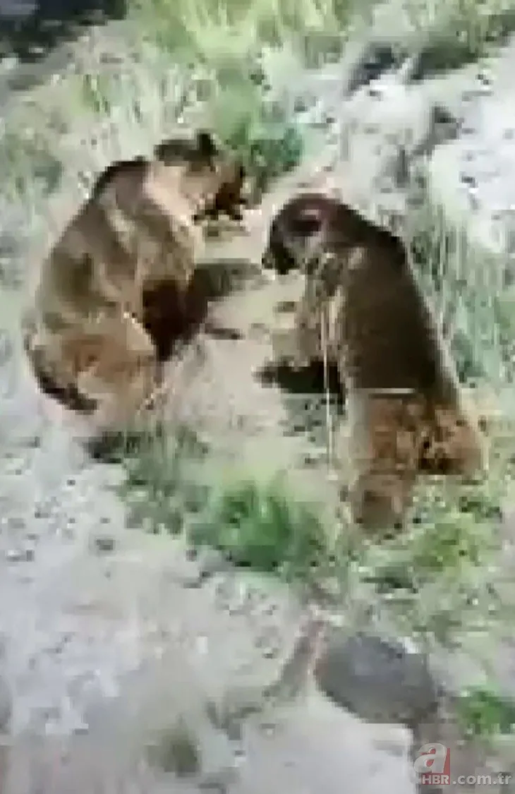 Görüntüler Türkiye’den! Yanlışlıkla belgesel çekti: Boz ayı önce anne ...