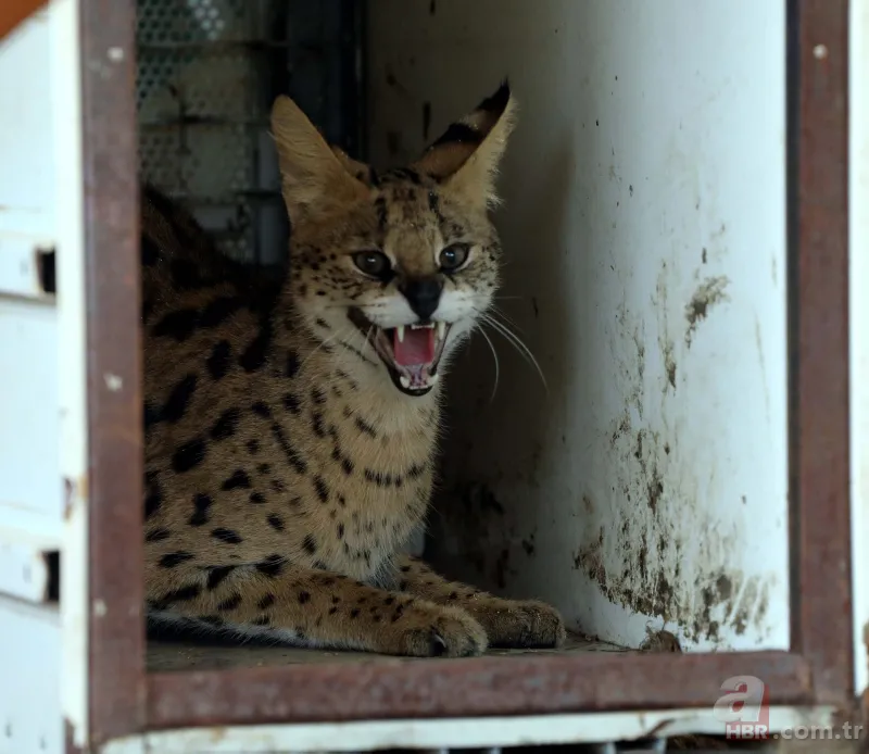 Kedigillerin en zor bulunan türü | İstanbul'da lüks bir malikanede ele geçirildi! Nesli neredeyse hiç kalmadı 4