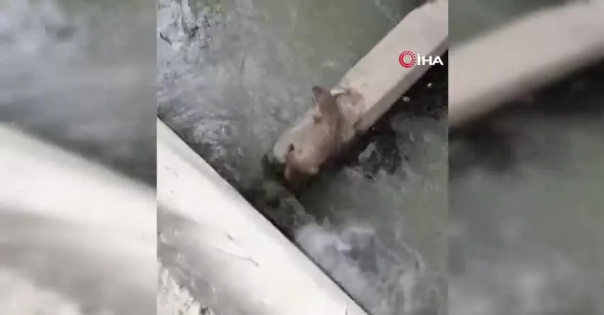 Karabük'te su samuru avladığı balığı yerken görüntülendi