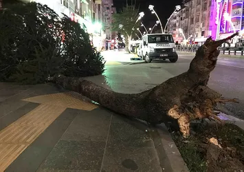 Tokat'ta çıkan fırtına ağaçları kökünden söktü