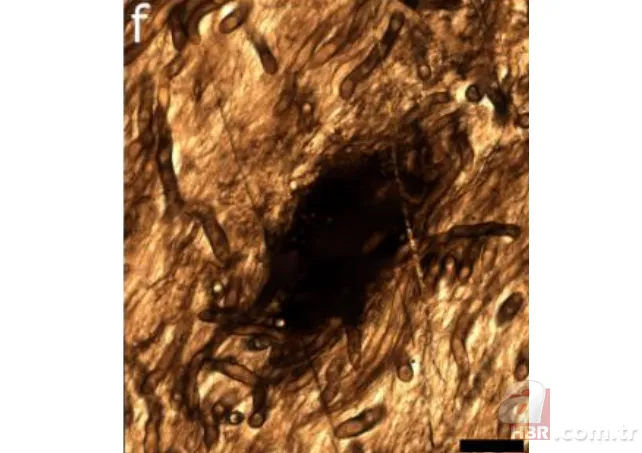 Tam 410 milyon yıl önce dünyadaydı! Bilim insanları bu canlının ne olduğunu bilmiyor 4