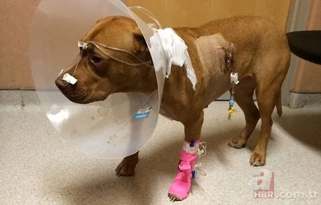 Onları görenler şaştı kaldı! 16