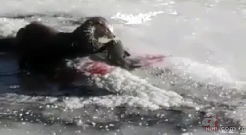 O ilimizde kıyıya yaklaşınca fark edildi! Hemen telefona sarıldılar 5