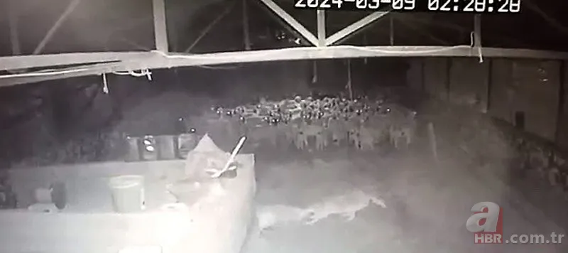 Ağıla girince şoke oldu! Kaçarken tekrar saldırdı… Tek tek saldırıp böyle dehşet saçtı 14