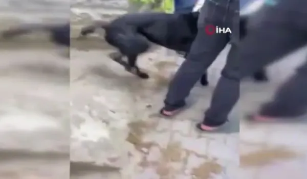 kartalda-keciyi-telef-eden-pitbull-kopegi-yakalandi-sahibine-cezai-islem-yapildi-1651755479205.jpg Kartal’da keçiyi telef eden pitbull köpeği yakalandı! Sahibine cezai işlem yapıldı - 3