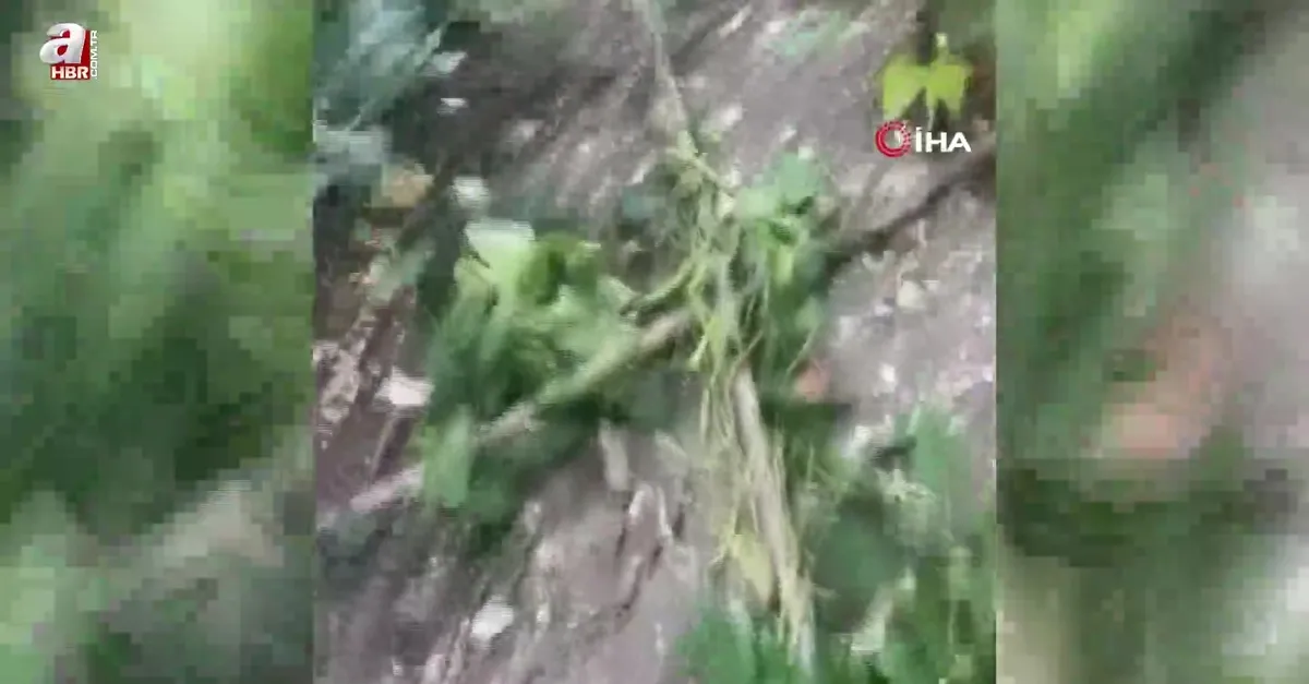 Gerze'de ayı endişesi