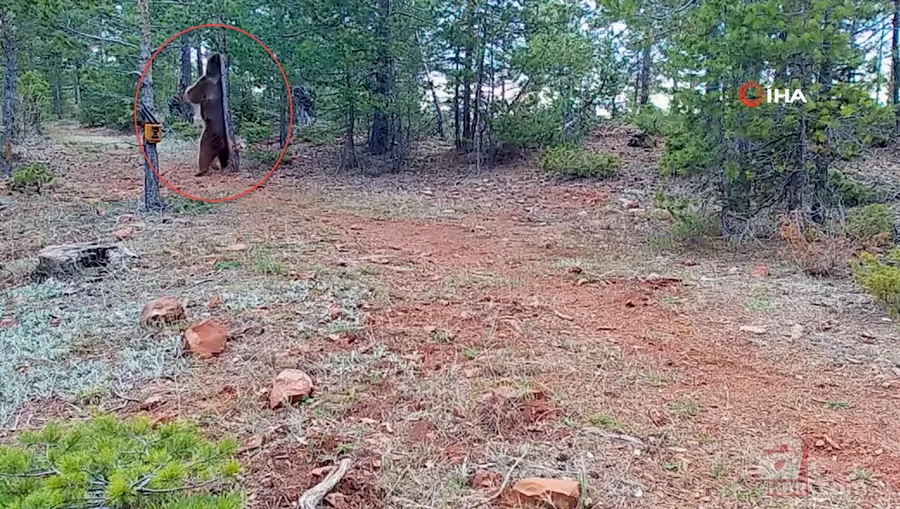 Nesli tehlike altındaki Kafkas vaşağı gündüz avlanırken görüntülendi! Vahşi doğa belgesellerini aratmadı 21