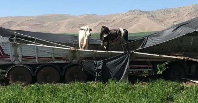 tir-devrildi-buyukbaslar-dorseden-cikip-karayolunda-gezdi-1711828225060.jpg TIR devrildi büyükbaşlar dorseden çıkıp karayolunda gezdi - 1