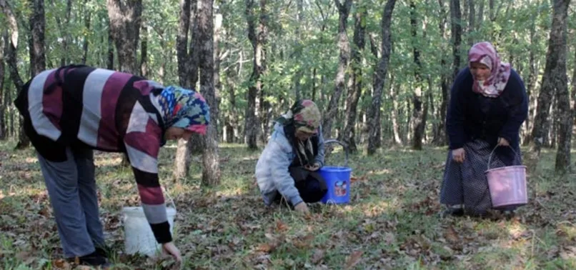 Bolet mantarı köylünün geçim kaynağı oldu