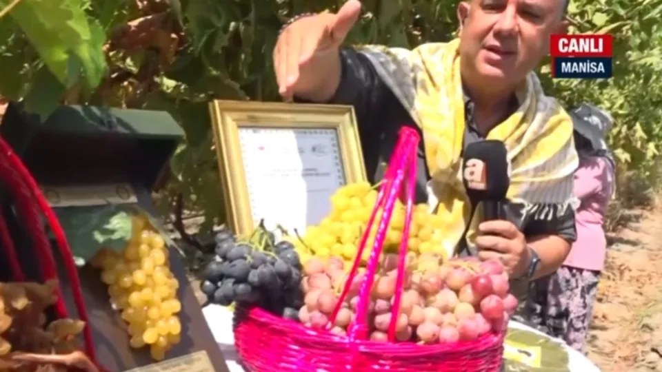 Sultani çekirdeksiz üzümünde üretim!
