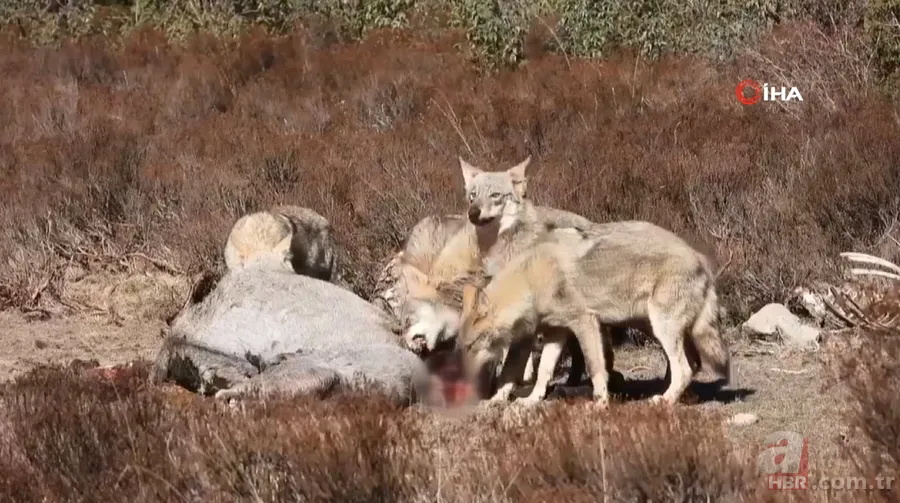 Nesli tehlike altındaki Kafkas vaşağı gündüz avlanırken görüntülendi! Vahşi doğa belgesellerini aratmadı 23