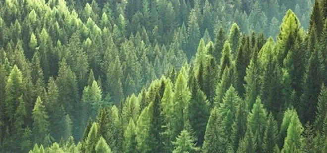 Türkiye orman varlığını artırmada Avrupa’da 1’inci dünyada 6’ncı