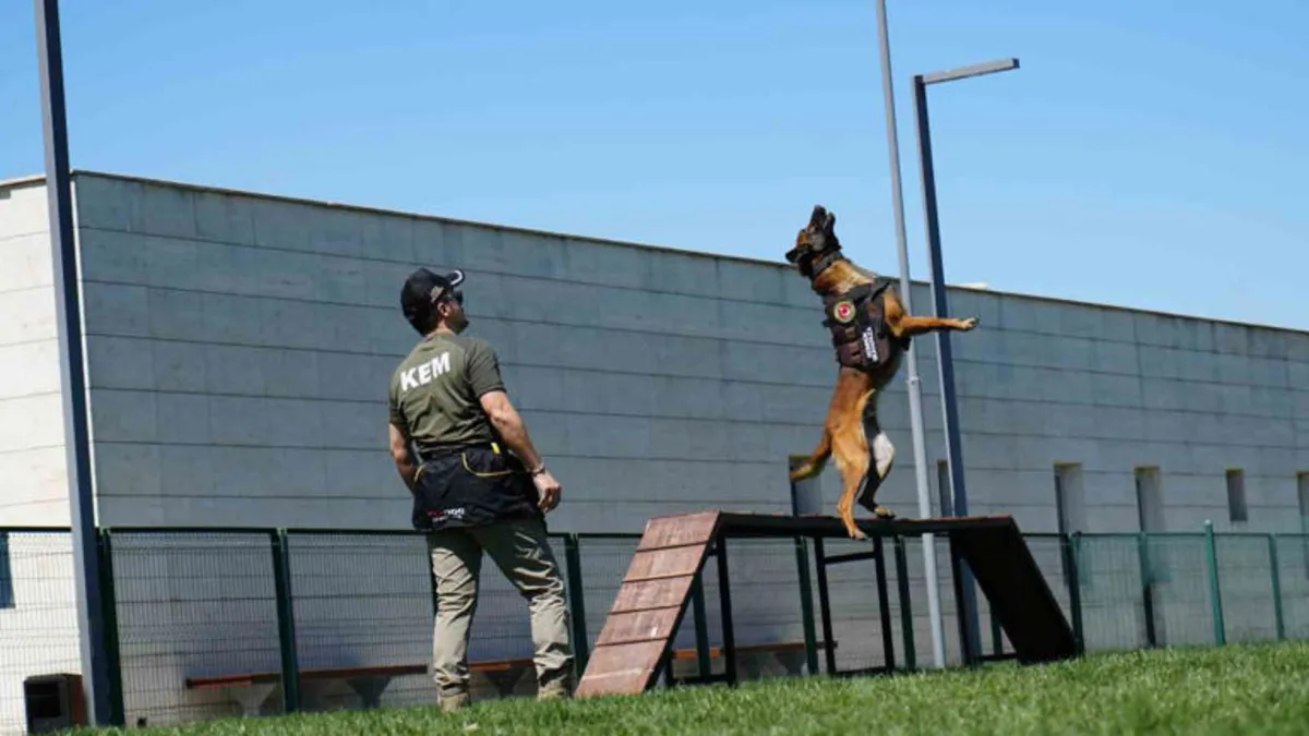 Sınırların gizli kahramanı hassas burun köpekler böyle eğitiliyor