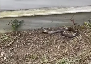 İstanbul'da yılan paniği! Havalar ısındı ortaya çıktılar | İşte riskli 7 ilçe