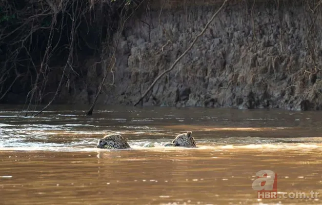 Böylesini daha önce hiç görmediniz 51