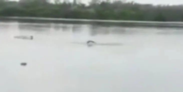 Uyarılara aldırış etmeyip göle girdi! Dev timsaha yem oldu! O anlar saniye saniye kamerada
