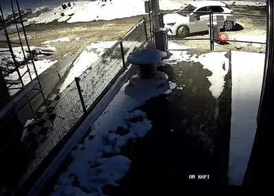 Aç kalan tilki Bolu sokaklarına indi