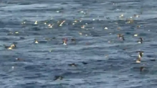 Boğaz’ın yeni sakinleri yelkovan kuşları! Balık avlamak için İstanbul’dalar