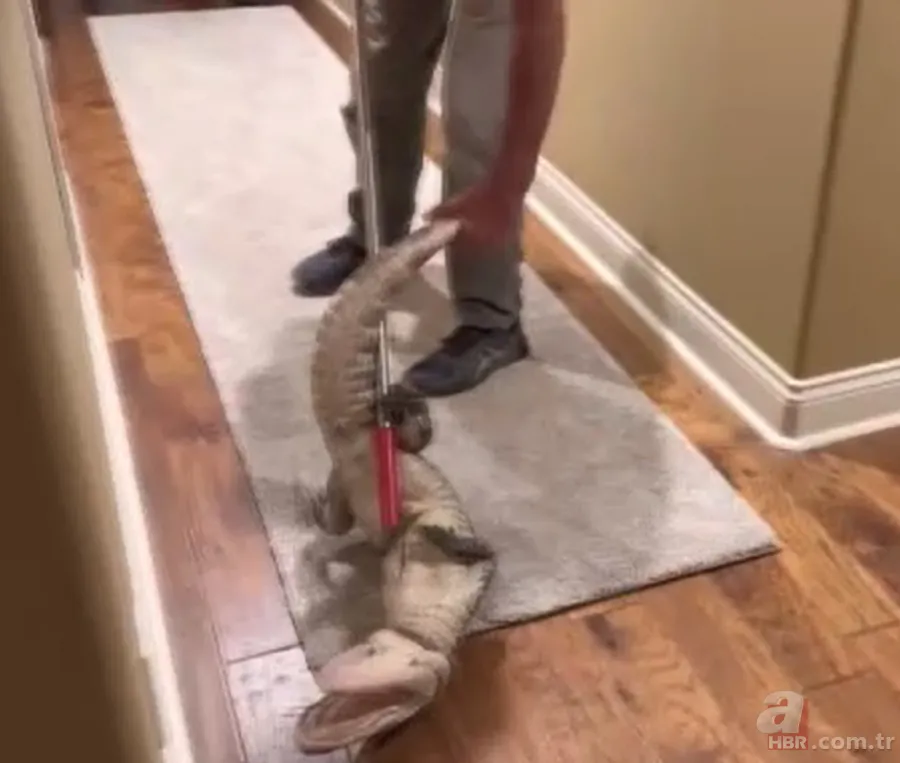 Herkes uyurken köpek kapısından girdi! Ayağıyla ağzına basıp etkisiz hale getirdi 4