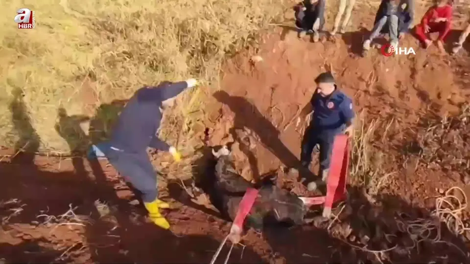 Tahliye kanalına düşen inek kurtarıldı