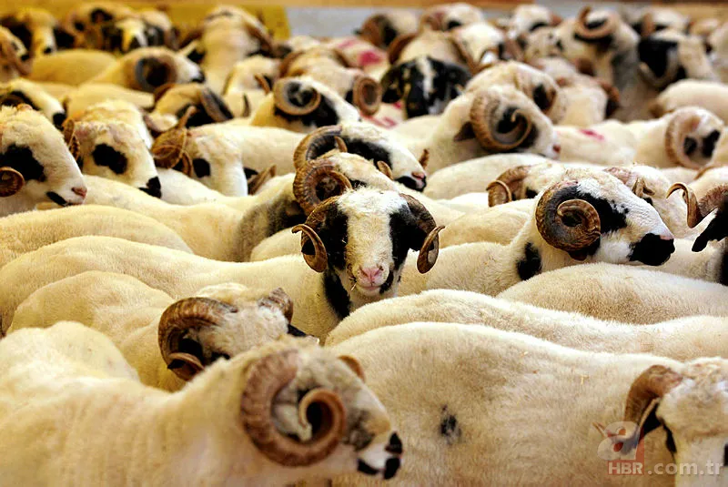 Kurban Bayramı tatili 2019 kaç gün olacak? Kurban Bayramı tatili ne zaman hangi günler? 6