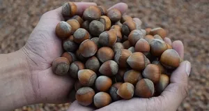 TMO duyurdu: Fındık alım fiyatı belli oldu