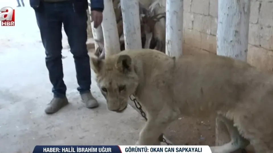 Teröristler hayvanları da çalmak istedi