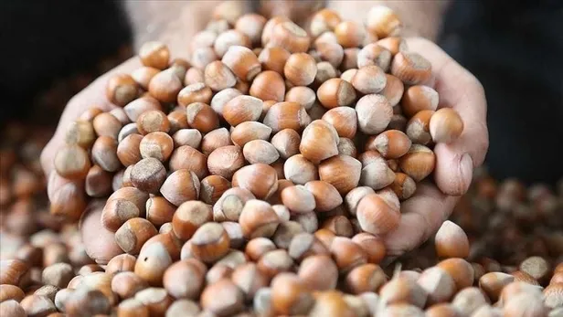 Levant fındık ne demek, nedir? 2023 Levant fındık fiyatları ne kadar, kaç TL? İşte fındık çeşitleri ve fiyatları...