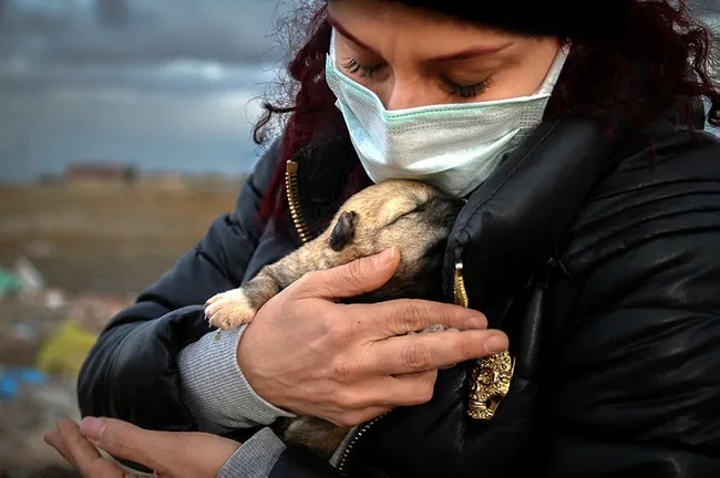 Konya'da barındıkları kulübe yakılarak 9 yavru köpek telef edildi - 5