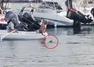 Bodrumda köpek balığını elleriyle yakalayıp kurtardı