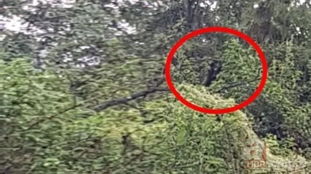 Ormandaki yaratık köylülerin korkulu rüyası oldu! Yarı insan yarı köpek... 2