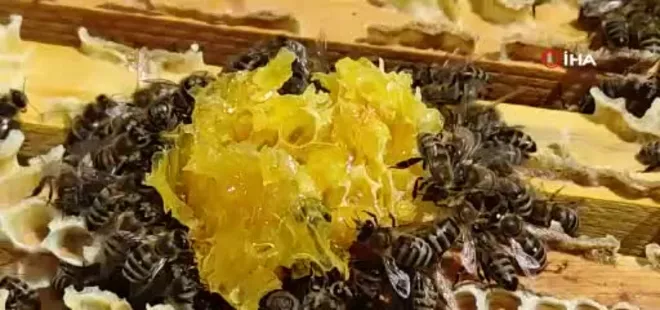 Ardahan’da bal sağımı devam ediyor