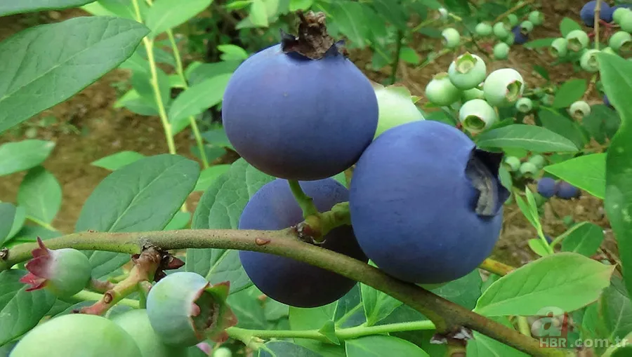 1 ay çalışarak 100 bin TL kazandırıyor! Tek ağaçtan 10 kilo çıkıyor! Yılda 1-2 bakım yeterli 4