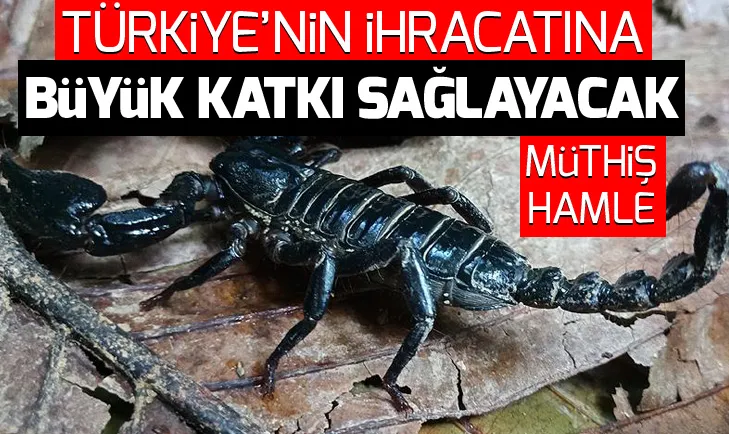 Akrebin zehri Türkiyenin ihracatına katkı sağlayacak