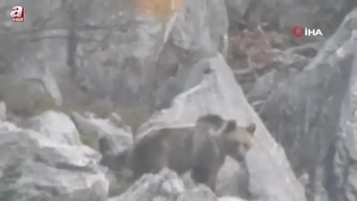 Antalya'da kış uykusuna yatmayan ayılar böyle görüntülendi