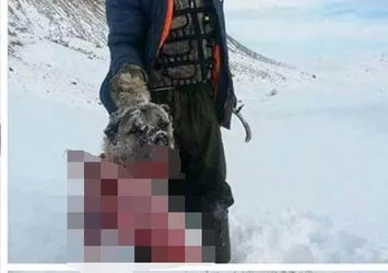 Aç kalan kurtlar köpeği parçalayıp, yedi
