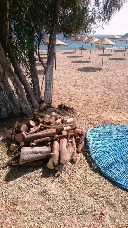 Bodrum’da çevre katliamı! Sahili büyütmek için onlarca ağaç kesildi