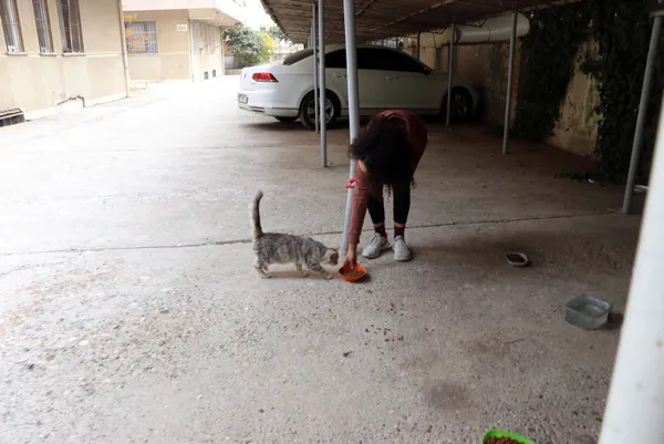 gaziantepte-dehsete-dusuren-kedi-cinayetleri-hepsi-sislenmis-1637569183356.jpg Gaziantep’te dehşete düşüren kedi cinayetleri! Hepsi şişlenmiş - 1